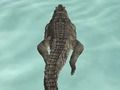 Spill Crocodile Simulator Beach Hunt online