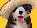 Spill Funny Dog: Hidden Bones  online