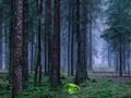 Spill Mystisk solnedgang i skogen  online