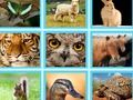 Spill F.eks. Pic Quiz online