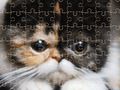 Spill Eksotiske katter puslespill  online