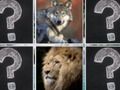 Spill Memory Match Jungle Animals online