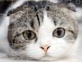 Spill Katter puster tid online