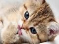 Spill 15 Picture Quiz online