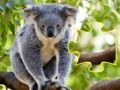 Spill Jigsaw Jam Animal online