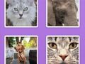 Spill Bilde Slider Animals  online