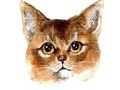 Spill Abyssinian Puzzle Challenge online