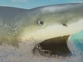 Spill La Shark online