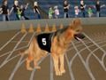 Spill Crazy Dog Racing Fever online