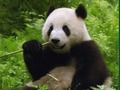 Spill Pandas Puzzle online