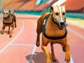 Spill Crazy Dog Racing Fever  online