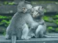Spill Sjimpansee Jigsaw  online