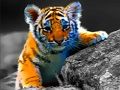 Spill Wild Baby Animals Jigsaw online