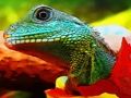Spill Kinesisk vanndrage Jigsaw online