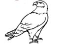 Spill Eagle Coloring Book online Spill Eagle Coloring Book online