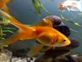 Spill Gullfisk puslespill  online