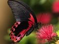 Spill Nature Jigsaw Puzzle Butterfly online