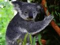 Spill Søt baby koala bjørn  online