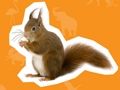 Spill Dyrehuset  online