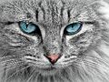 Spill Cat Eye Jigsaw online