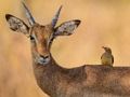 Spill Wild Deer Jigsaw online