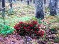 Spill Bernati Forest Adventure online