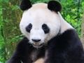 Spill Animal Puzzle online