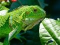 Spill Vill Iguana  online