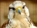 Spill Gyrfalcon stikksag  online