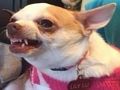 Spill Hvilken memehund er du?  online