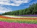 Spill Fargerik blomsterhagestikksag  online