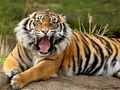 Spill Dyr Jigsaw Puzzle Tiger  online