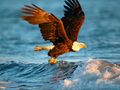 Spill Dyr Jigsaw Puzzle Eagle  online