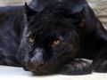 Spill Black Panther Jigsaw online