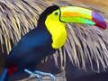 Spill Toucan fuglestikksag  online