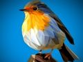 Spill Poly Birds stikksag  online