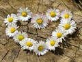Spill Daisy Heart Jigsaw online