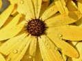 Spill Blomsterblad Regndråpestikksag  online