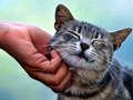Spill Kilende katt  online