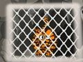 Spill Tiger Escape 1 online