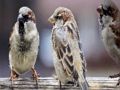 Spill Sparrow Family Jigsaw online