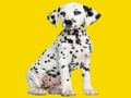 Spill Phantom Pups puslespill  online
