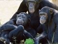 Spill Morsom sjimpanse Jungle Escape  online