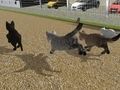 Spill Kjør Cat Cat Race  online