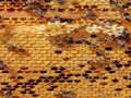Spill Honey Bees Jigsaw online