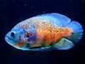 Spill Tiger Fish Jigsaw online
