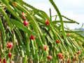 Spill Dragon Fruit Animal Escape online
