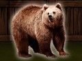 Spill Redd Grizzlybjørnen  online