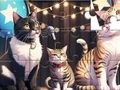 Spill Jigsaw Puzzle: Singing Cat online