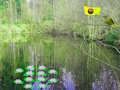 Spill Sollys Forest Adventure online